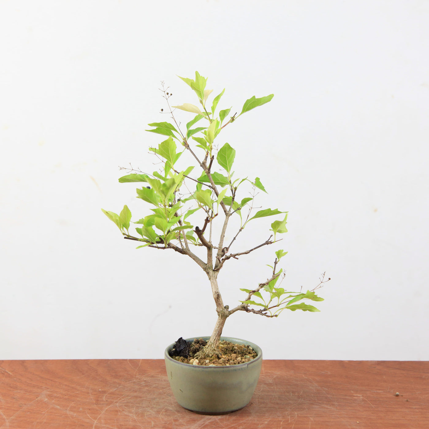 Pre-bonsai Premna japonica