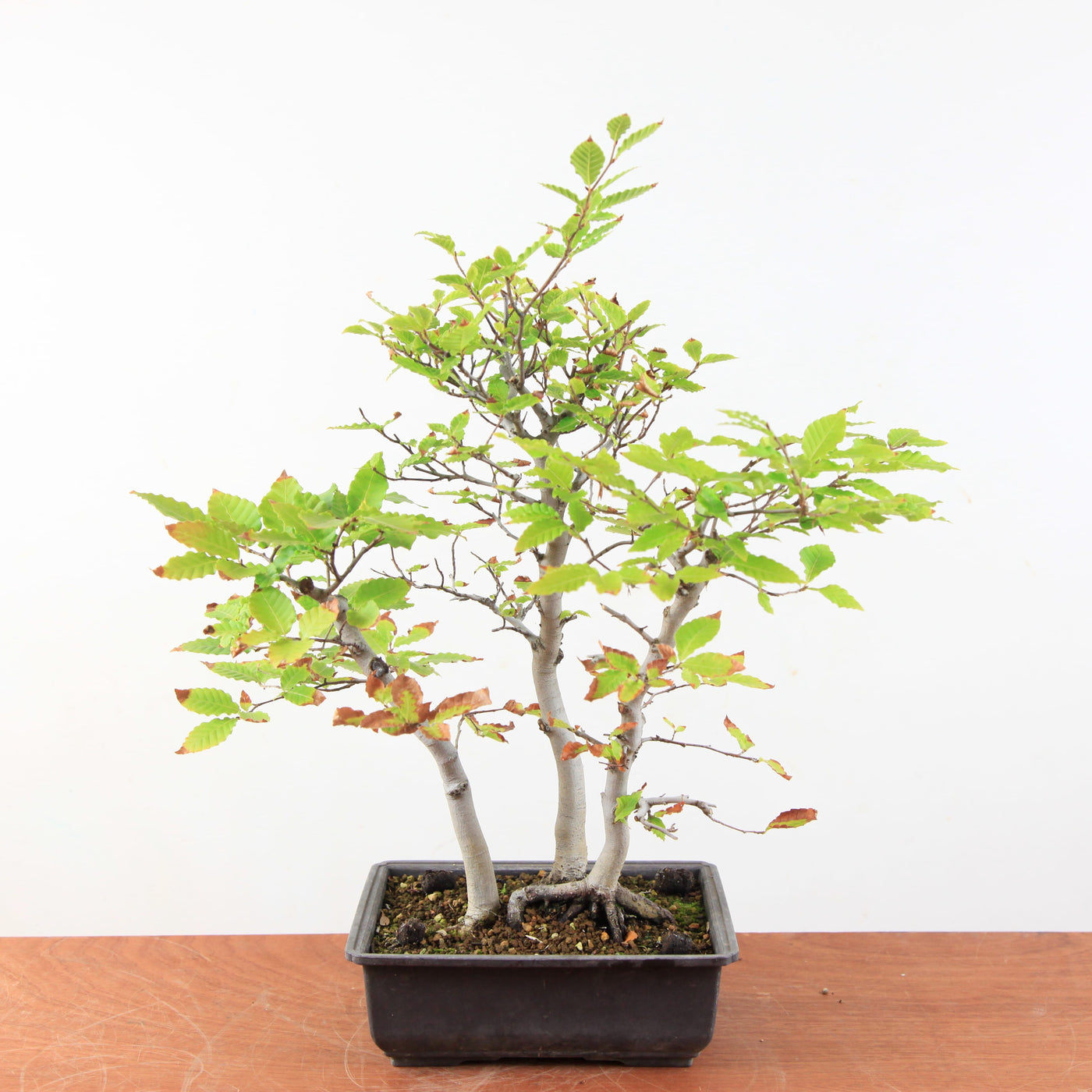 Bonsai Fagus Crenata
