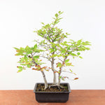 Bonsai Fagus Crenata