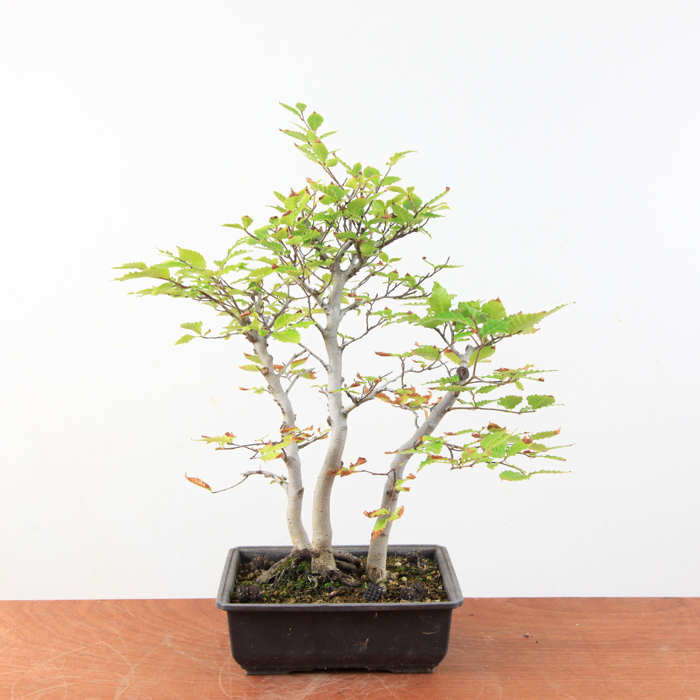 Bonsai Fagus Crenata