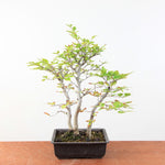 Bonsai Fagus Crenata