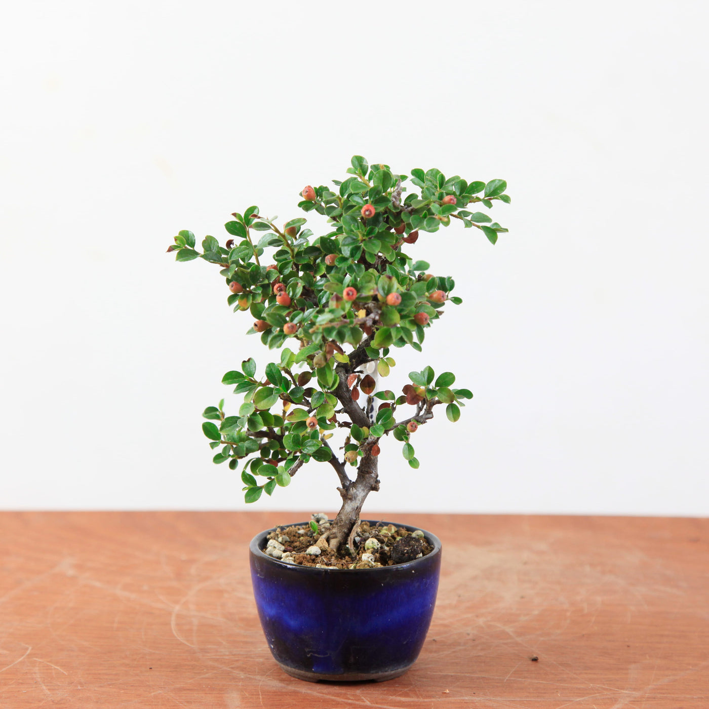 Bonsai Cotoneaster horizontalis