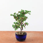 Bonsai Cotoneaster horizontalis