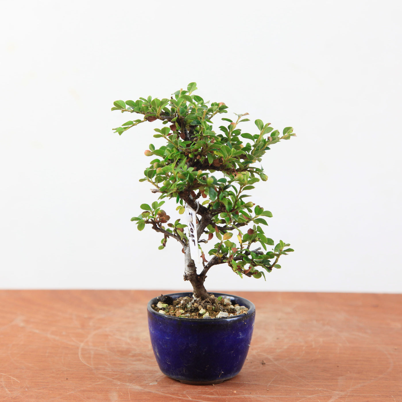 Bonsai Cotoneaster horizontalis
