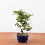 Bonsai Cotoneaster horizontalis