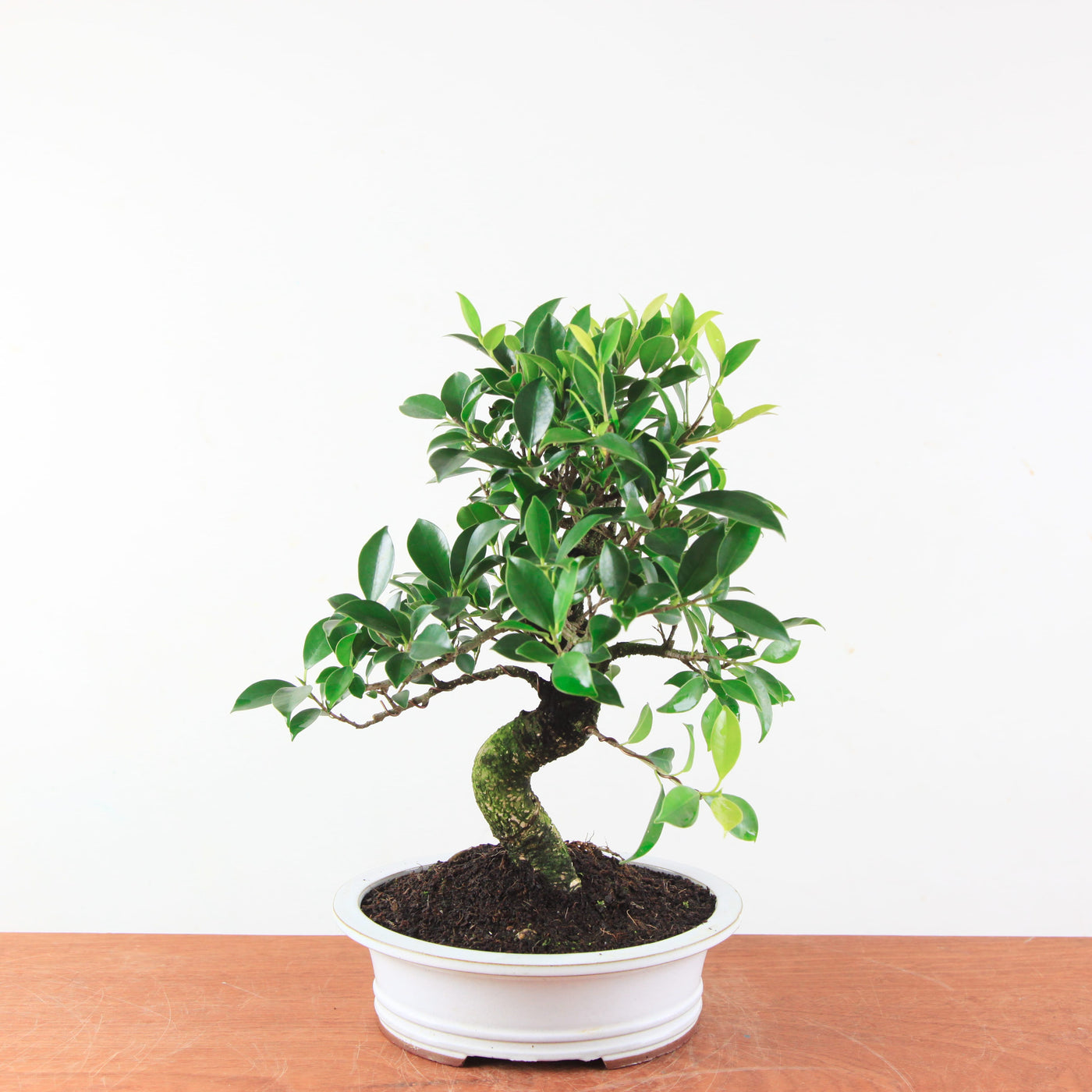 Bonsai Ficus Retusa - Binnenbonsai