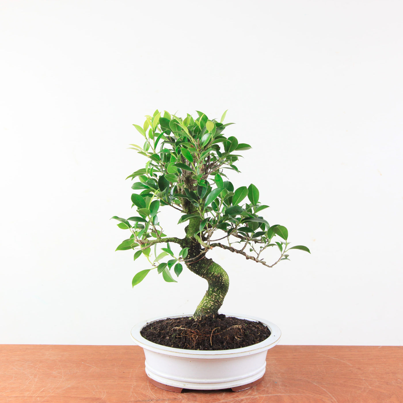 Bonsai Ficus Retusa - Binnenbonsai