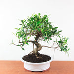 Bonsai Ficus Retusa - Binnenbonsai
