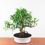 Bonsai Ficus Retusa - Binnenbonsai