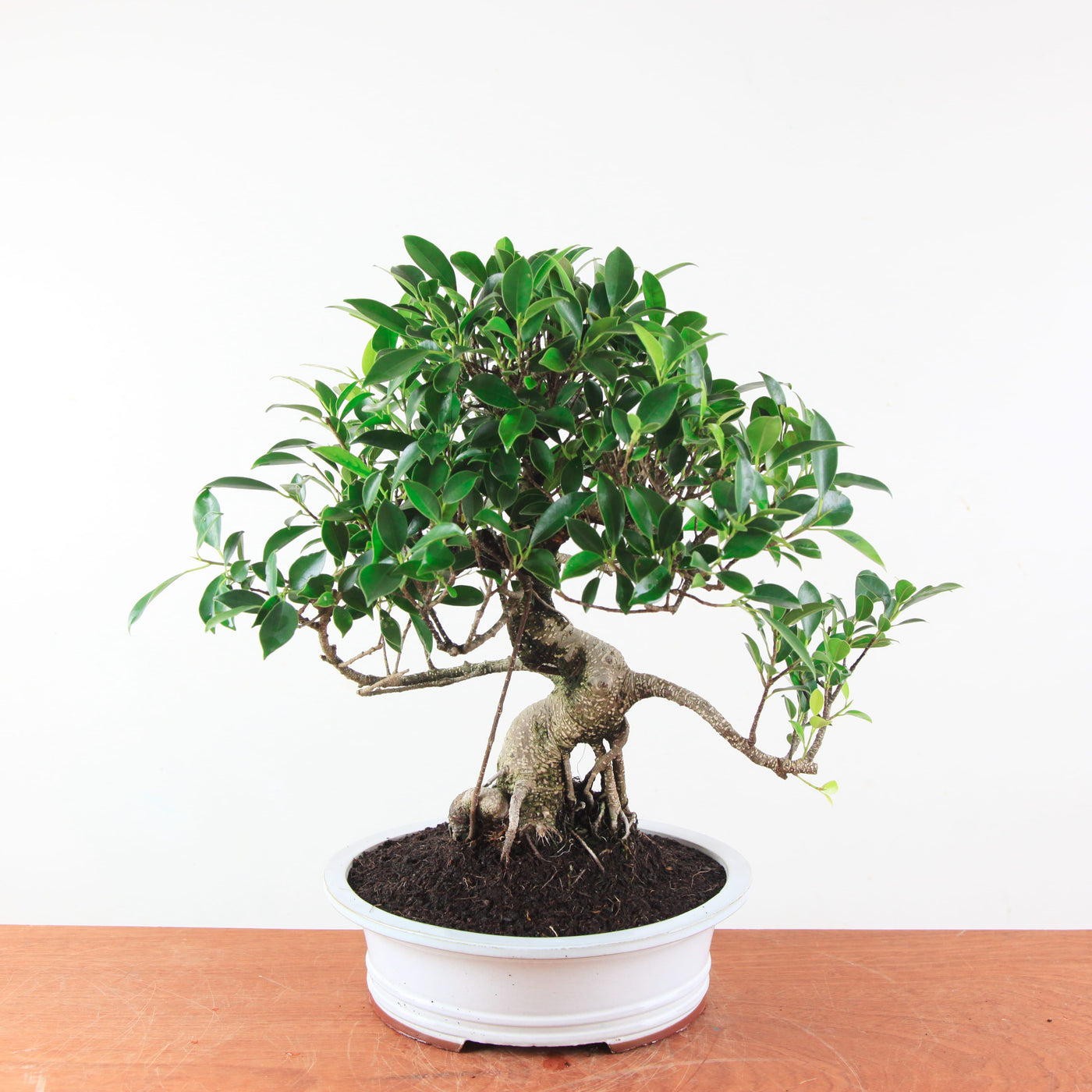 Bonsai Ficus Retusa - Binnenbonsai