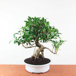 Bonsai Ficus Retusa - Binnenbonsai