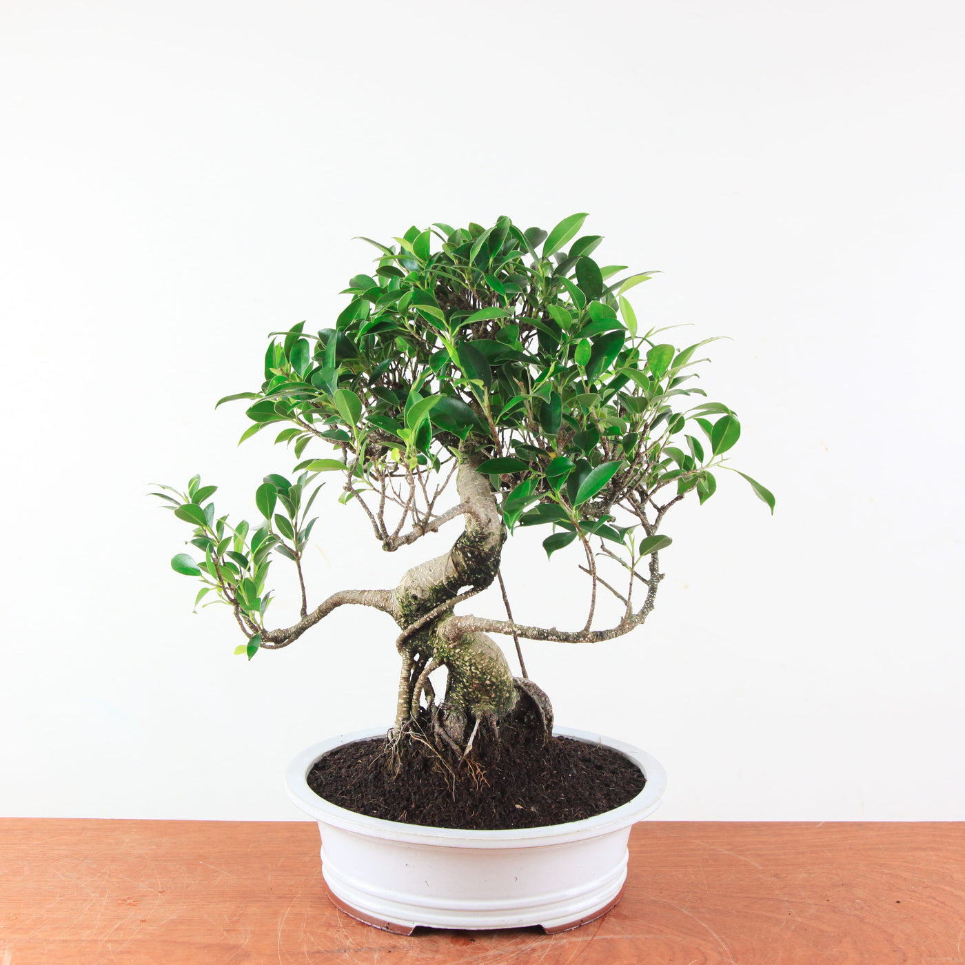 Bonsai Ficus Retusa - Binnenbonsai