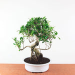 Bonsai Ficus Retusa - Binnenbonsai