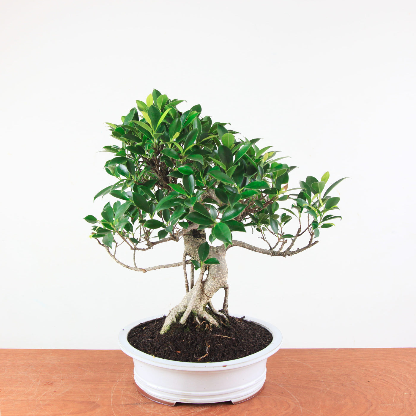 Bonsai Ficus Retusa - Binnenbonsai