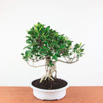 Bonsai Ficus Retusa - Binnenbonsai
