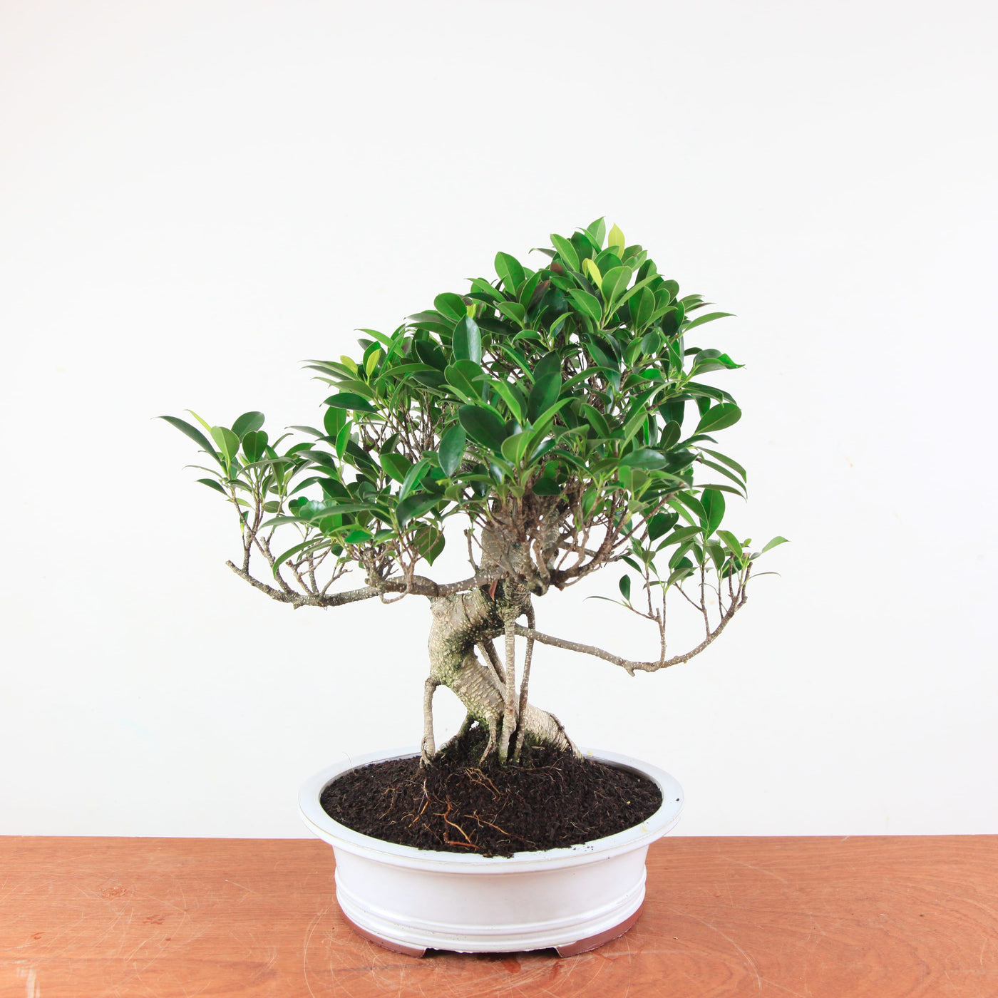 Bonsai Ficus Retusa - Binnenbonsai