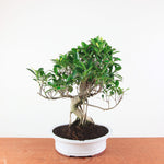 Bonsai Ficus Retusa - Binnenbonsai