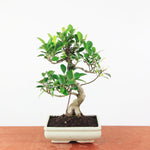 Bonsai Ficus Retusa - Binnenbonsai