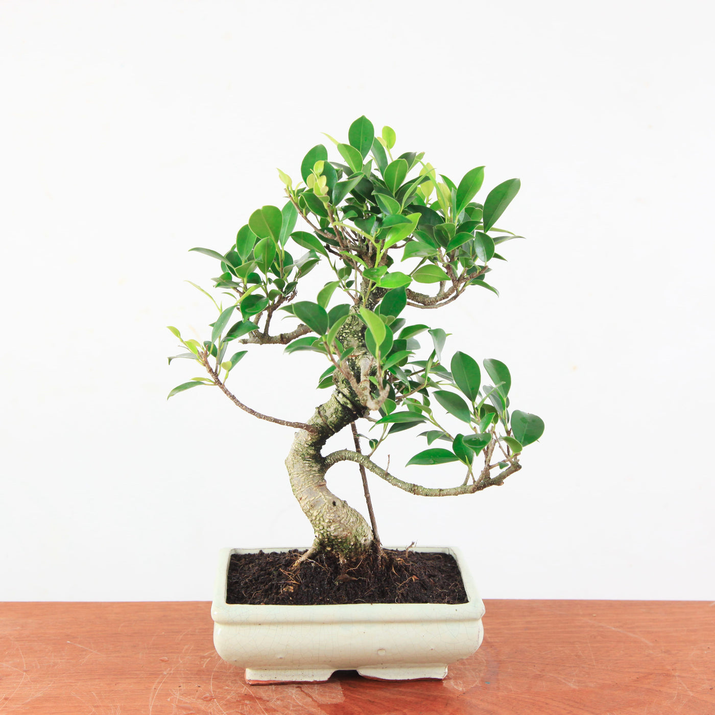 Bonsai Ficus Retusa - Binnenbonsai