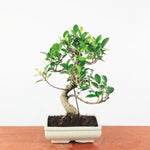 Bonsai Ficus Retusa - Binnenbonsai