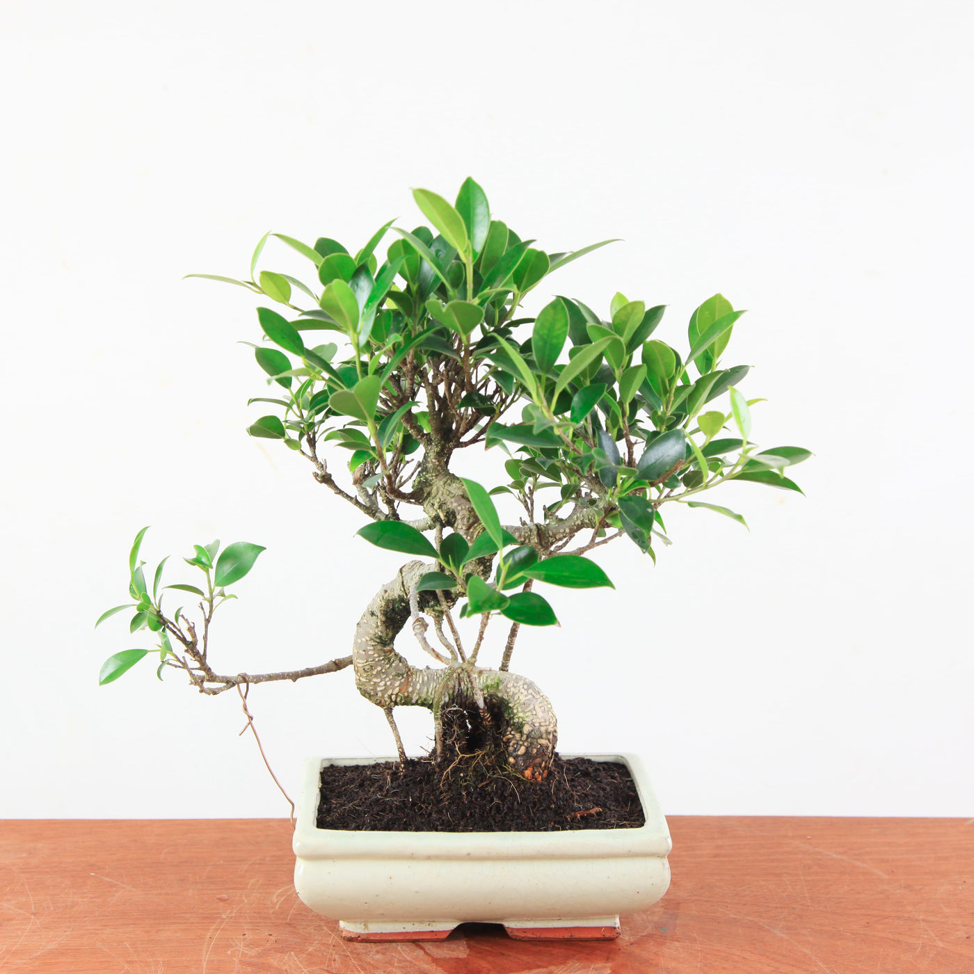 Bonsai Ficus Retusa - Binnenbonsai