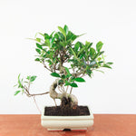 Bonsai Ficus Retusa - Binnenbonsai