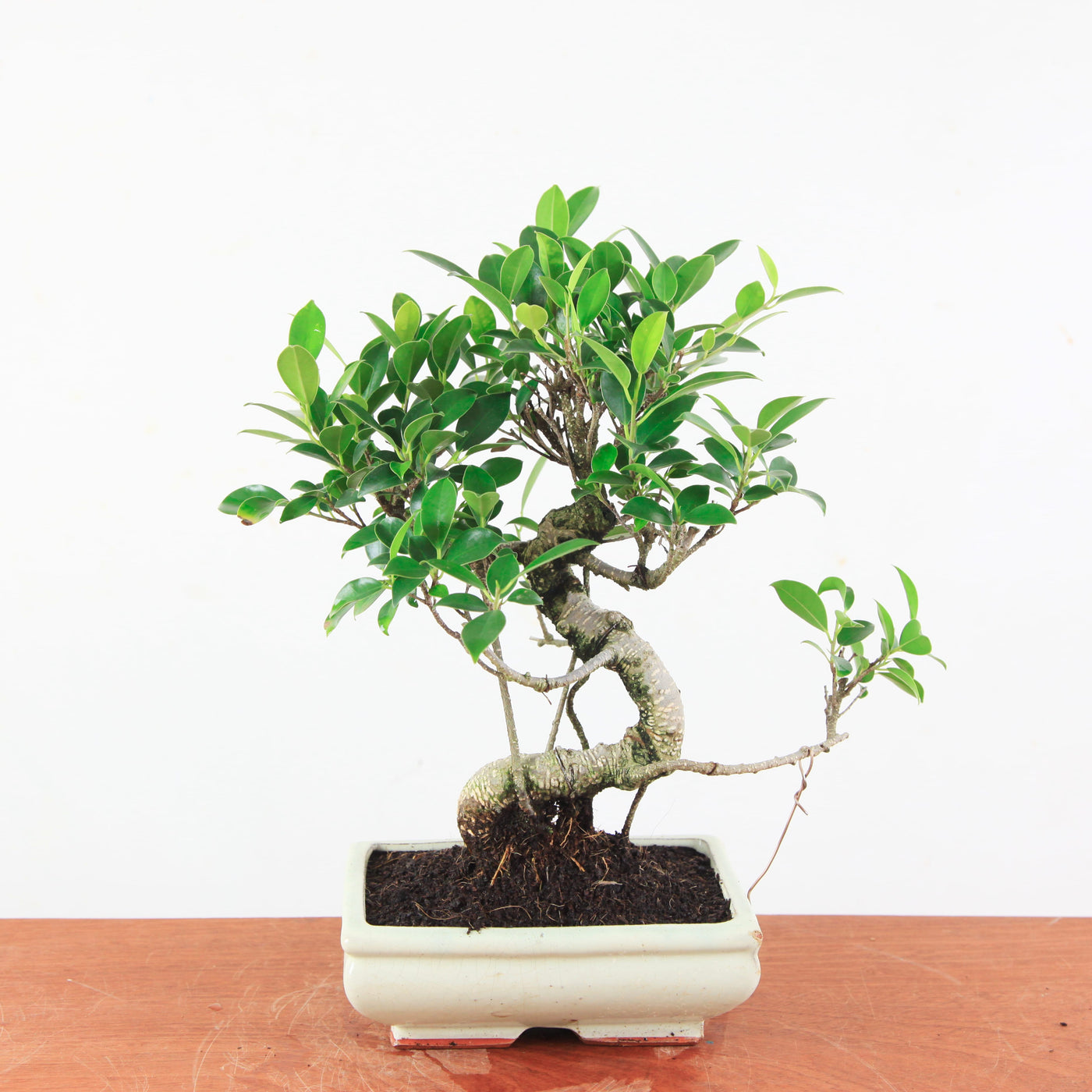 Bonsai Ficus Retusa - Binnenbonsai
