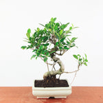 Bonsai Ficus Retusa - Binnenbonsai