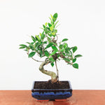 Bonsai Ficus Retusa - Binnenbonsai