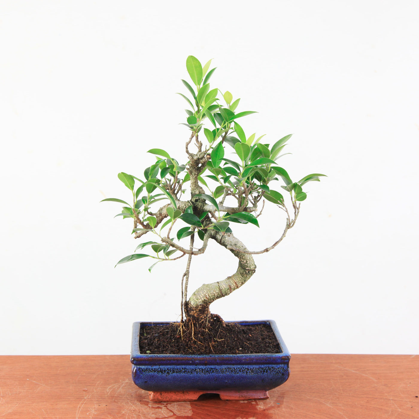 Bonsai Ficus Retusa - Binnenbonsai