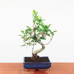 Bonsai Ficus Retusa - Binnenbonsai