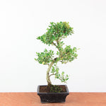 Bonsai Ilex Crenata - Japanse Hulst