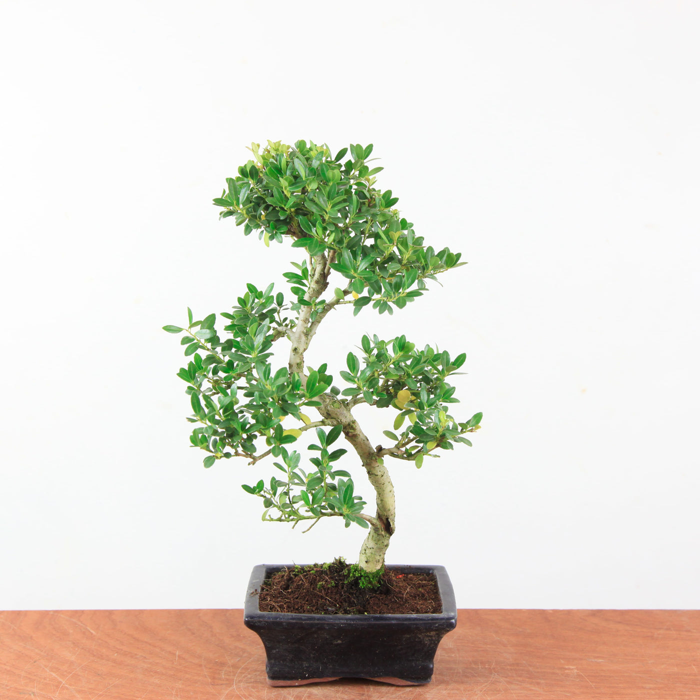 Bonsai Ilex Crenata - Japanse Hulst