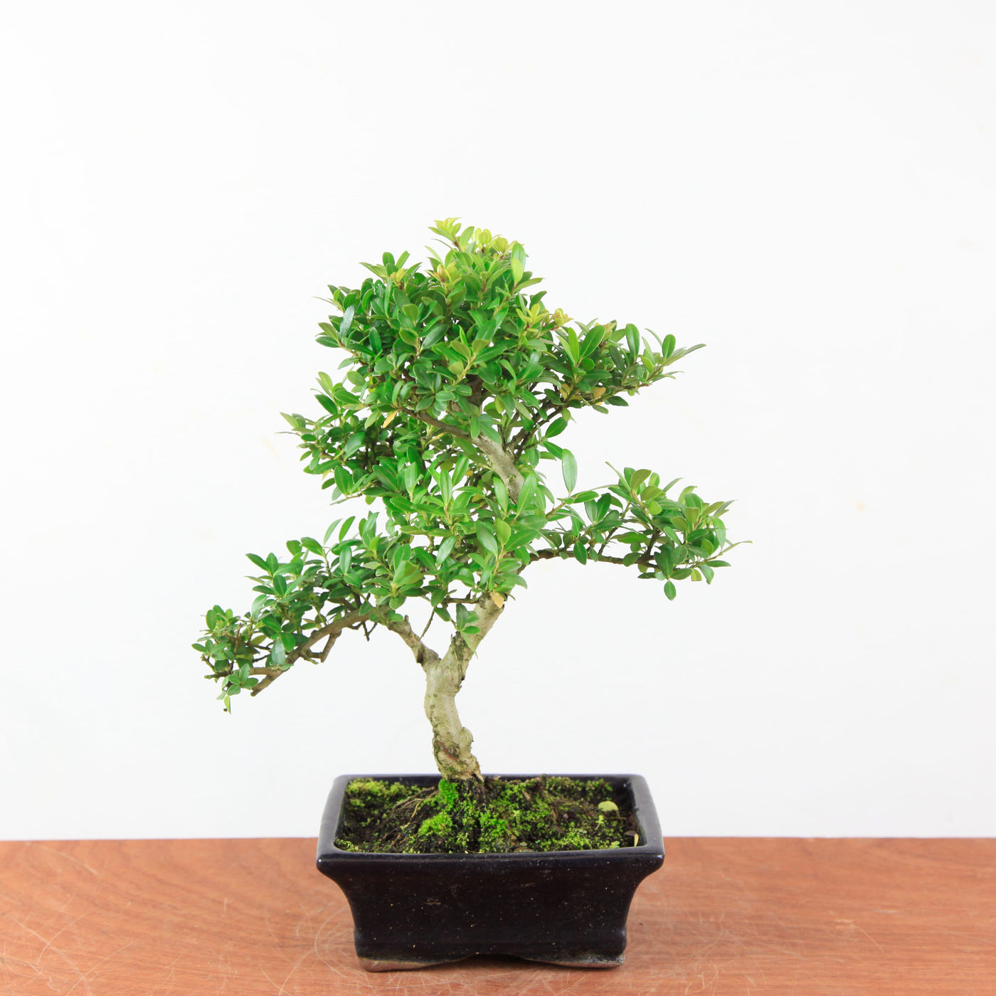 Bonsai Ilex Crenata - Japanse Hulst