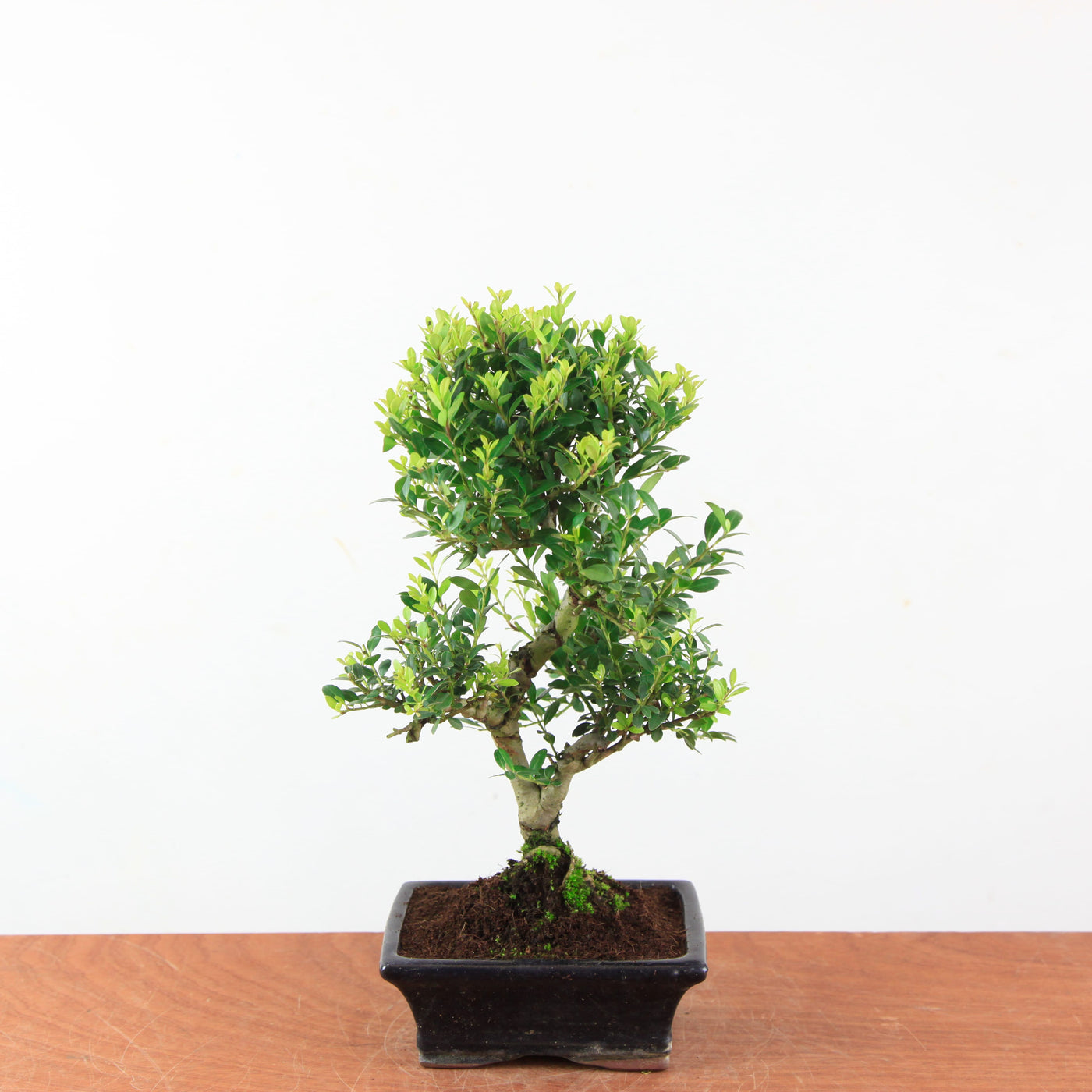 Bonsai Ilex Crenata - Japanse Hulst