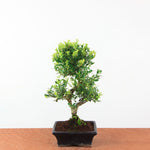 Bonsai Ilex Crenata - Japanse Hulst