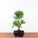 Bonsai Ilex Crenata - Japanse Hulst