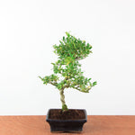 Bonsai Ilex Crenata - Japanse Hulst