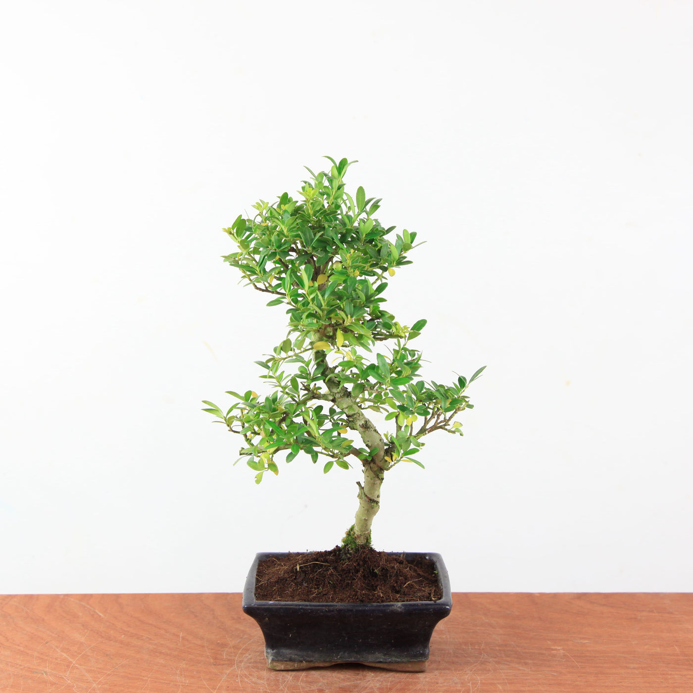 Bonsai Ilex Crenata - Japanse Hulst