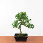 Bonsai Ilex Crenata - Japanse Hulst