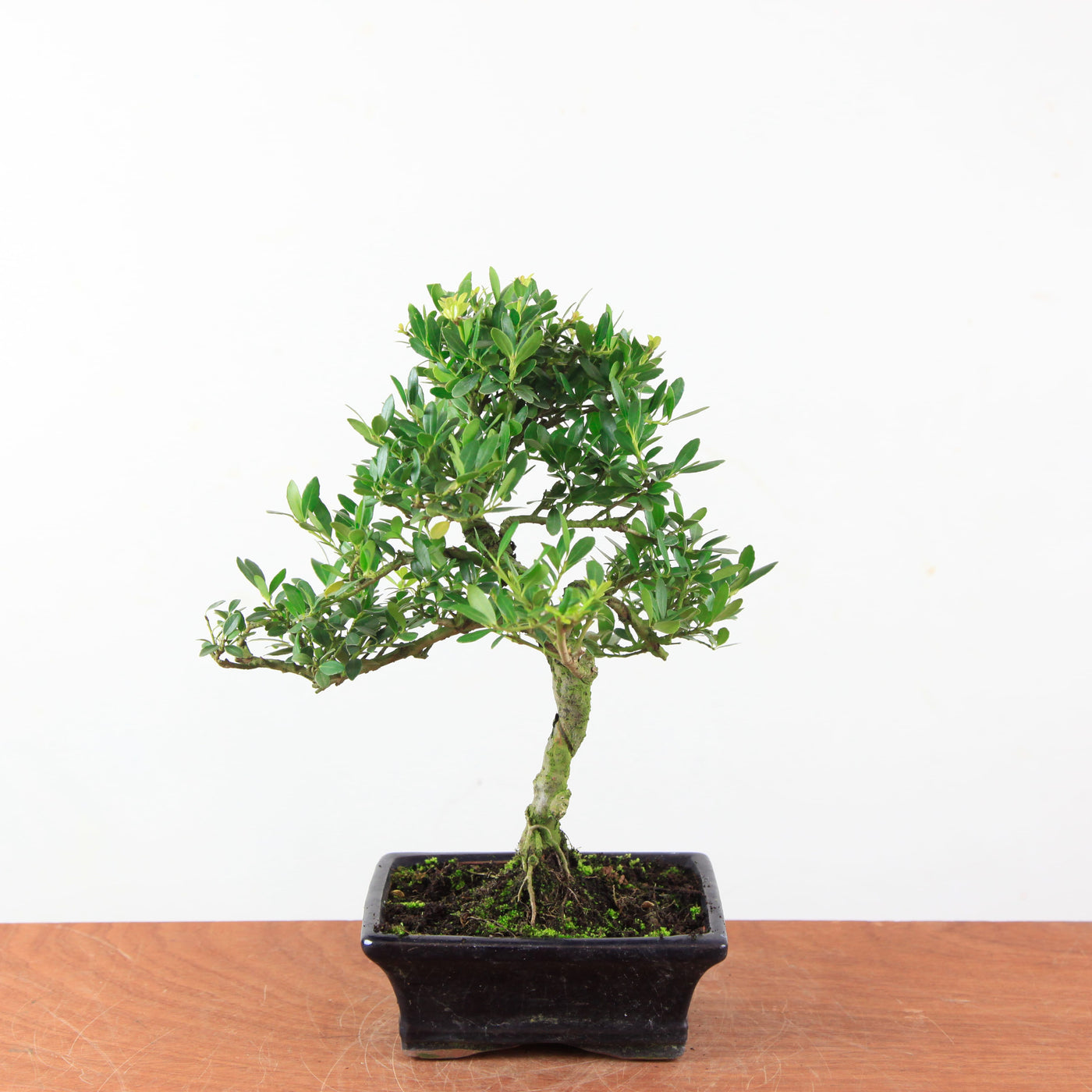 Bonsai Ilex Crenata - Japanse Hulst