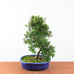 Bonsai Azalea Satsuki 'nikko'