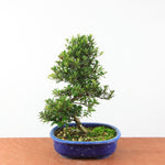 Bonsai Azalea Satsuki 'nikko'