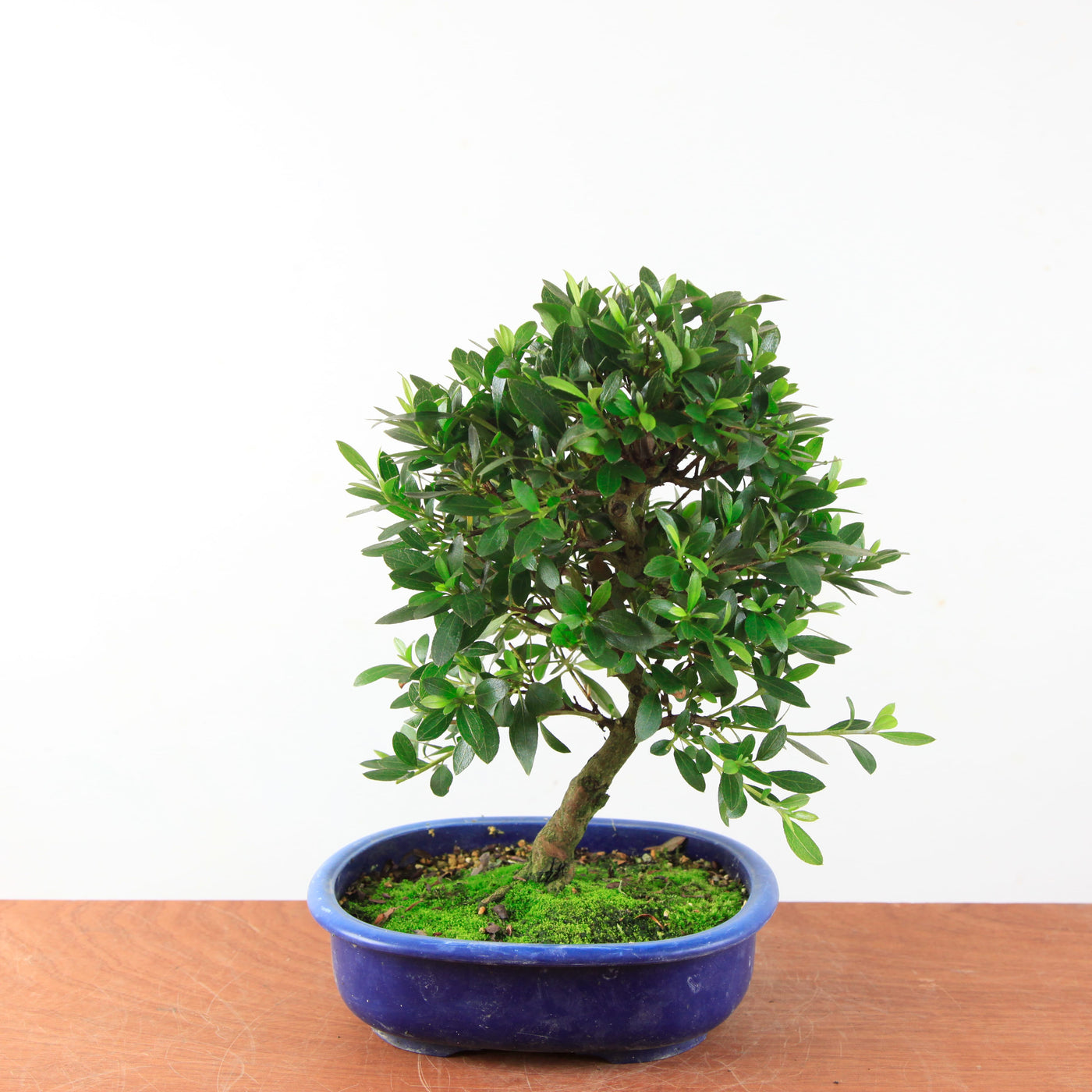 Bonsai Azalea Satsuki 'yoko'