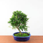 Bonsai Azalea Satsuki 'yoko'