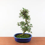 Bonsai Azalea Satsuki 'misaki'