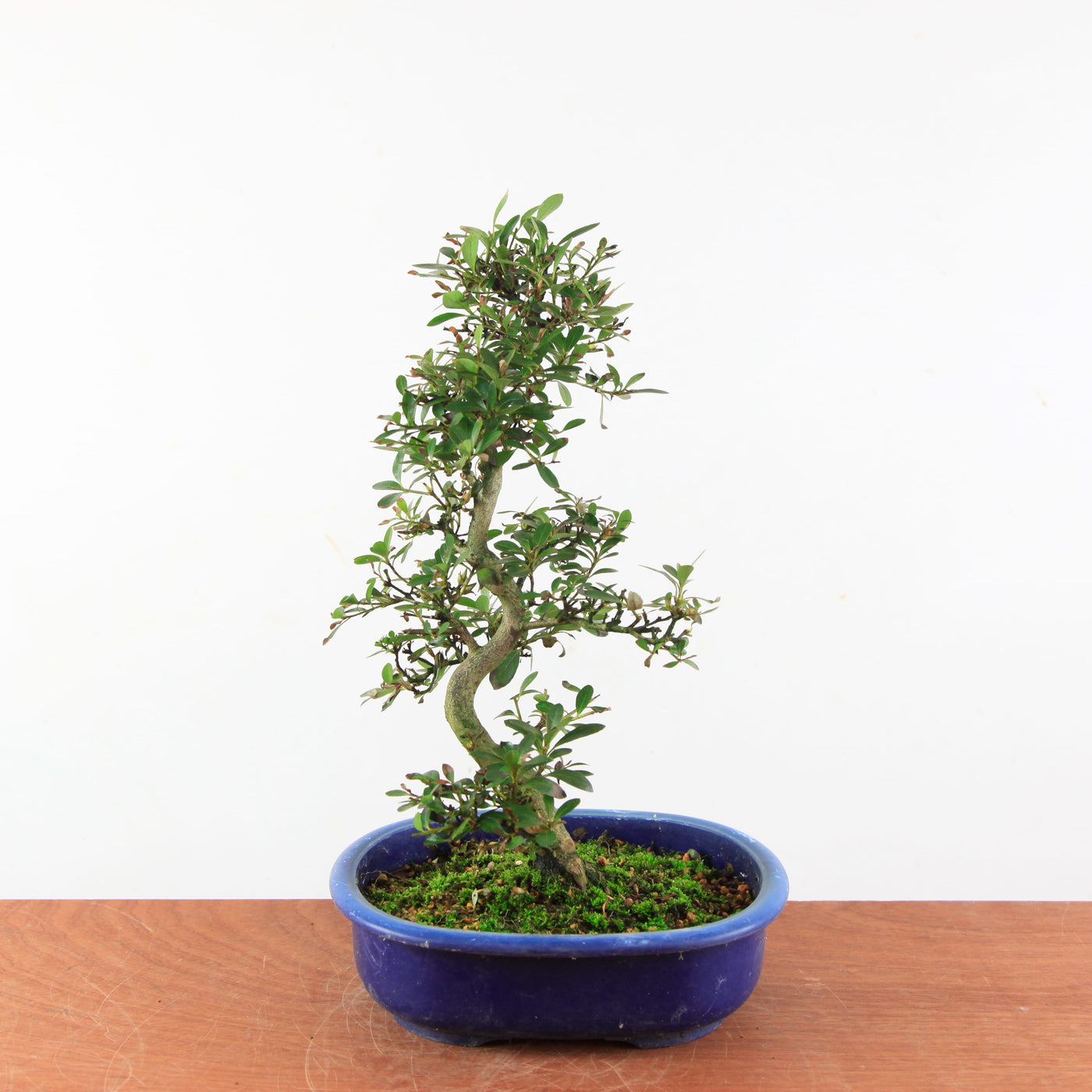 Bonsai Azalea Satsuki 'misaki'