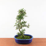 Bonsai Azalea Satsuki 'misaki'