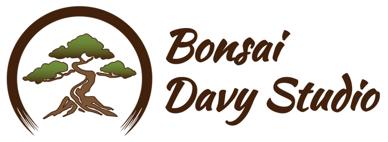 Bonsai Davy Studio