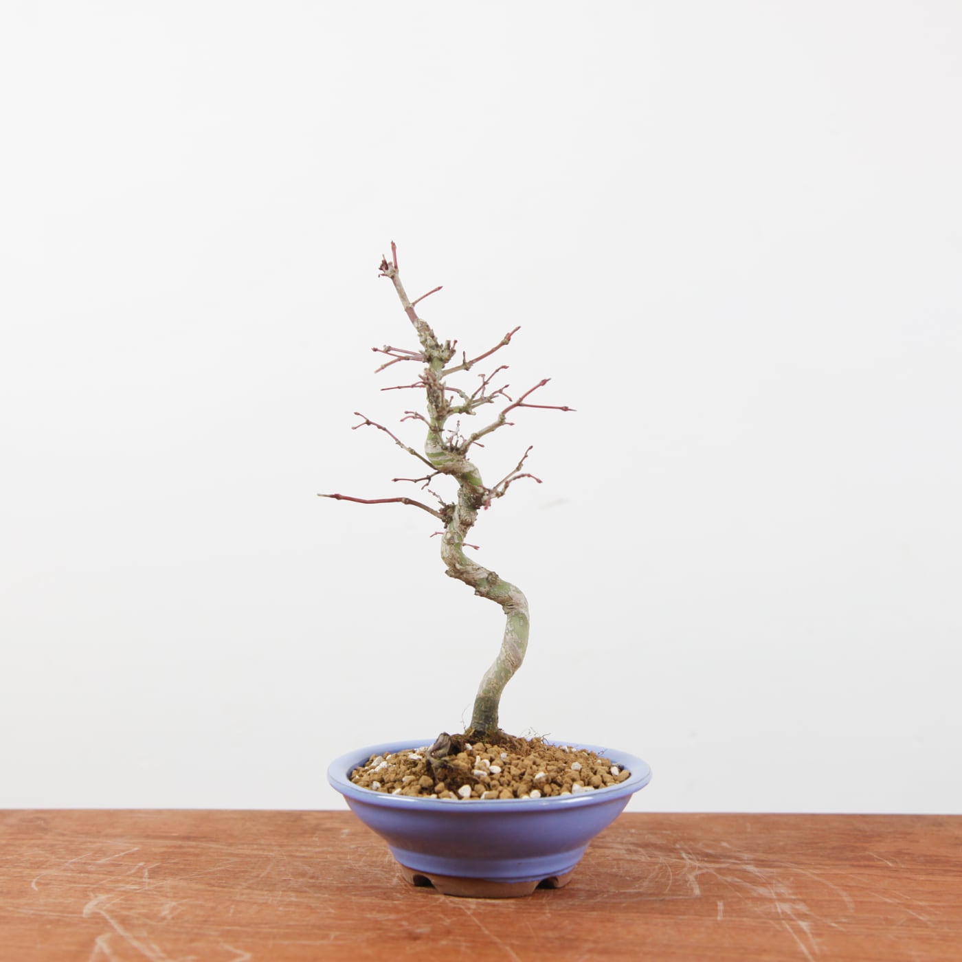 Bonsai Acer Palmatum 'Japanse esdoorn'